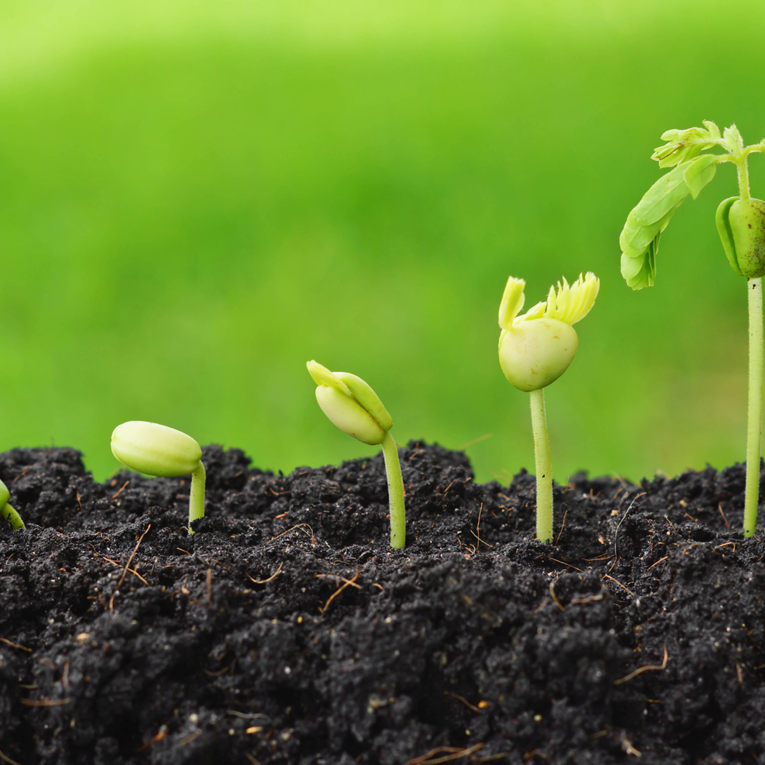 plants growing in sequence of seed germination on soil, evolution concept